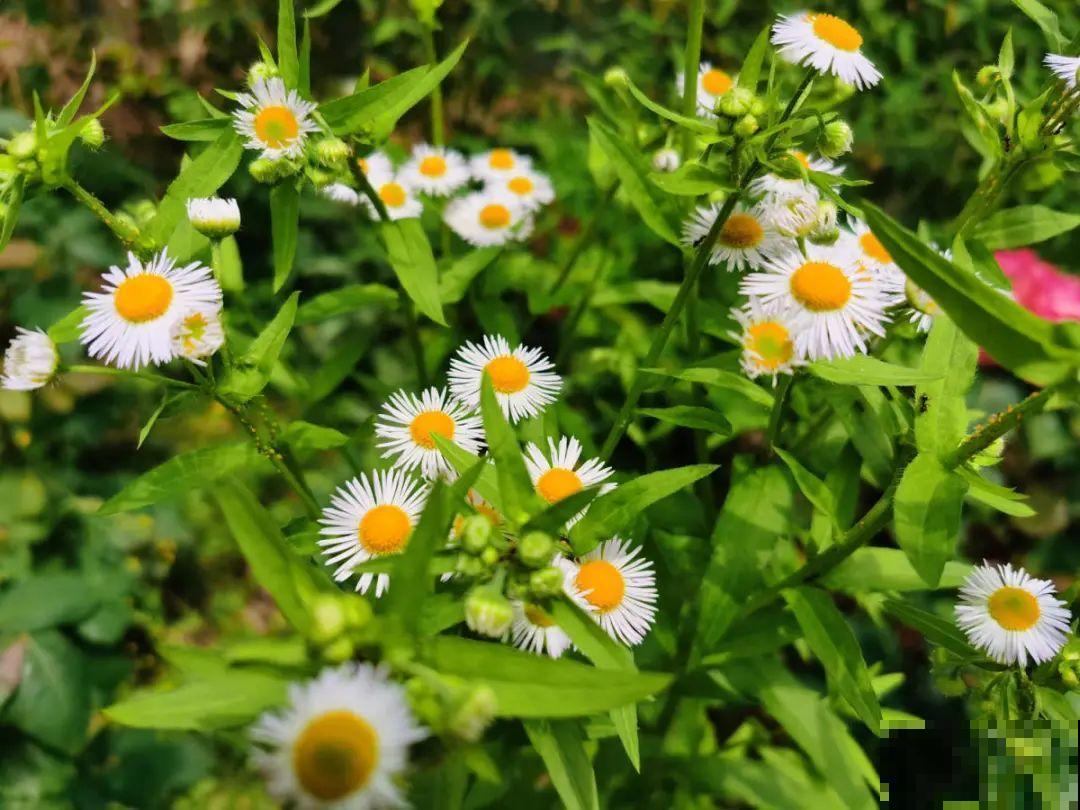 这种花很稀罕,以前喂猪没人要,现在抢破头! 这种花很稀罕,以前喂猪没人要,现在抢破头!