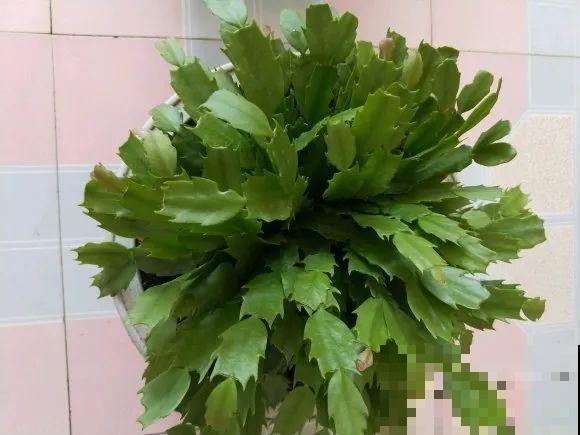 特欠剪的花,越剪越好看,花开不断! 特欠剪的花,越剪越好看,花开不断!