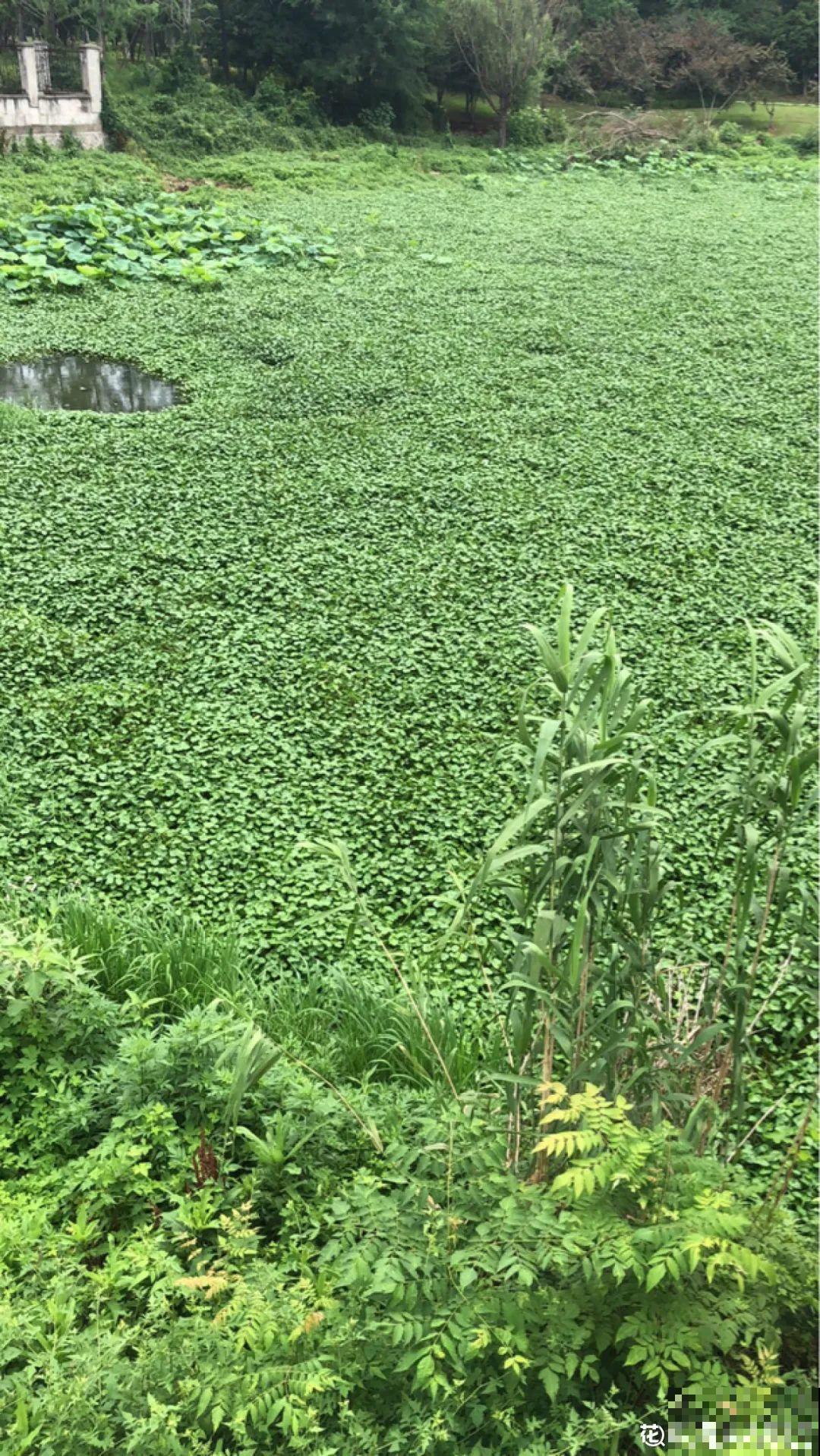 这种花特抗冻,不怕严寒,养死算我输! 这种花特抗冻,不怕严寒,养死算我输!