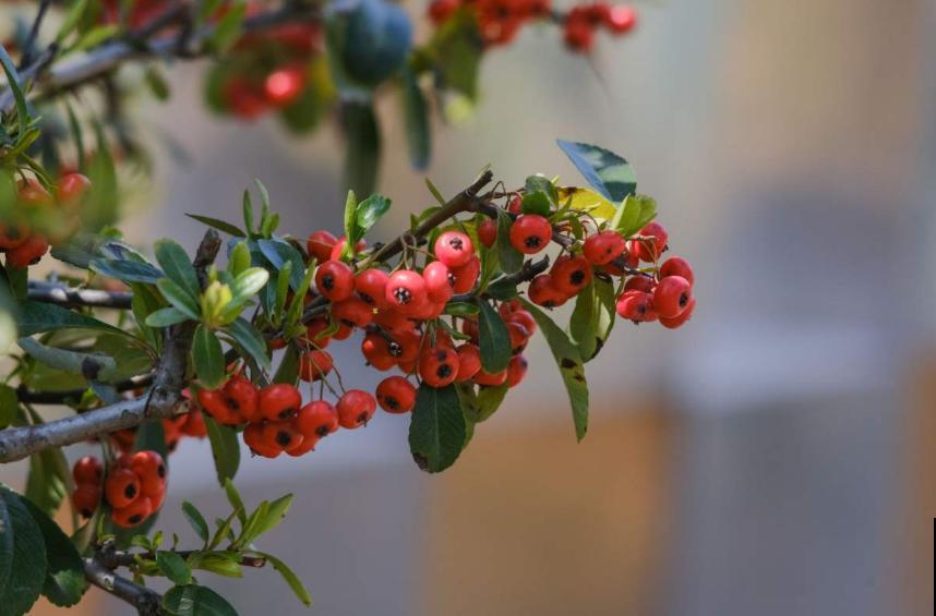 火棘盆景好制作，剪根枝条就能行，零成本，高回报！