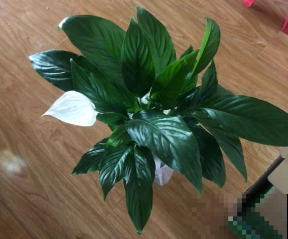 有3种幸运花，特别美丽好养，回家快去栽一盆！