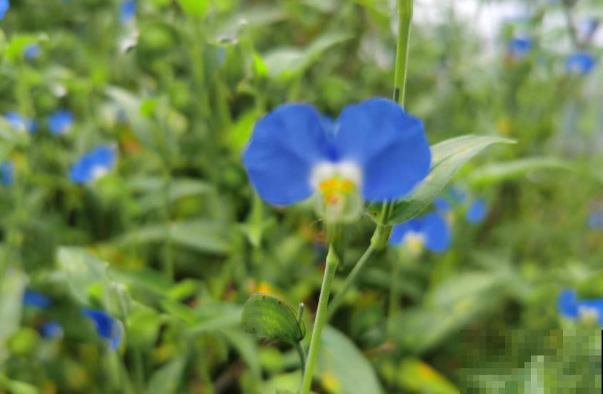 蓝紫色“精灵”鸭跖草,似蝴蝶花间飞舞,仙气十足! 蓝紫色“精灵”鸭跖草,似蝴蝶花间飞舞,仙气十足!