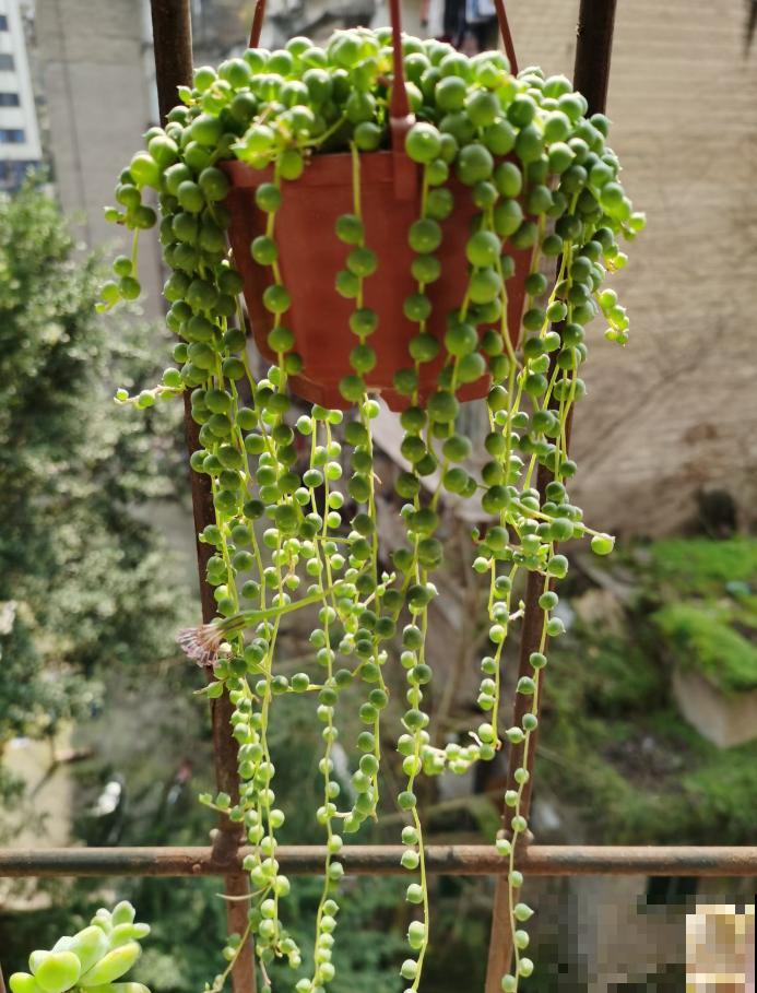 植物命名的5种方式,新奇有趣! 植物命名的5种方式,新奇有趣!