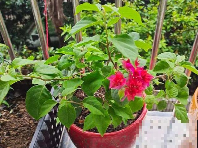 十月养这花,撸叶子、少浇水,10天冒出大花苞! 十月养这花,撸叶子、少浇水,10天冒出大花苞!