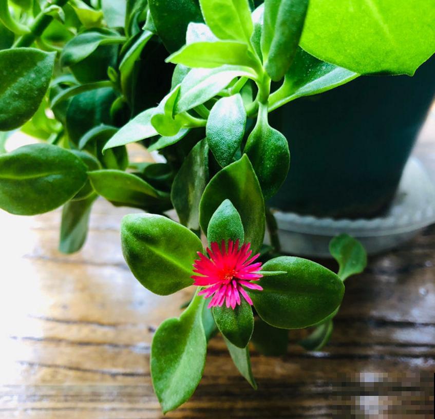 吊兰、绿萝养腻了,养盆牡丹吊兰,叶绿花红花期长! 吊兰、绿萝养腻了,养盆牡丹吊兰,叶绿花红花期长!