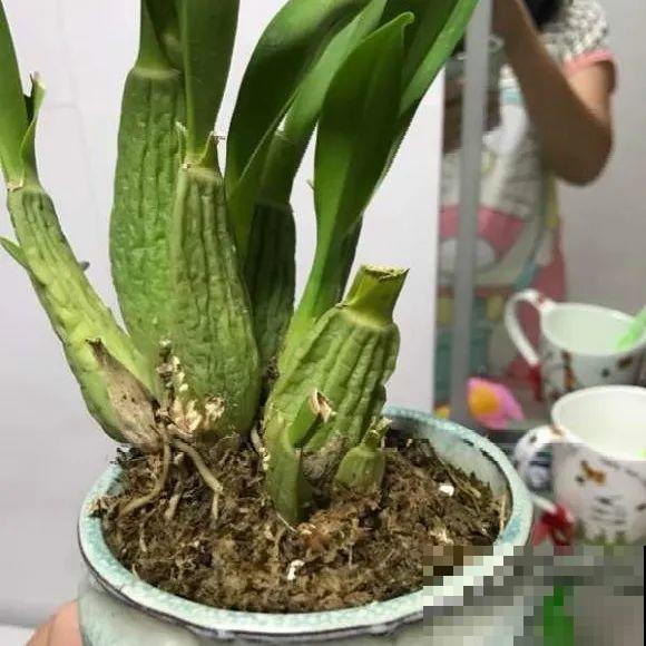 离家半个月，回来花全死了，别扔，还有救！