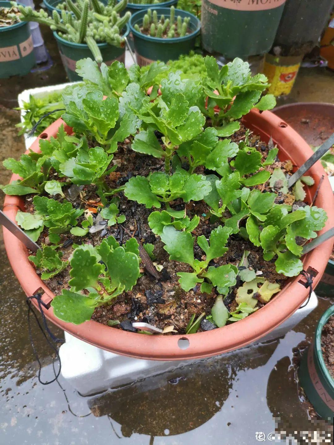 冬天扦插，只用一张塑料薄膜，就能长出小嫩芽