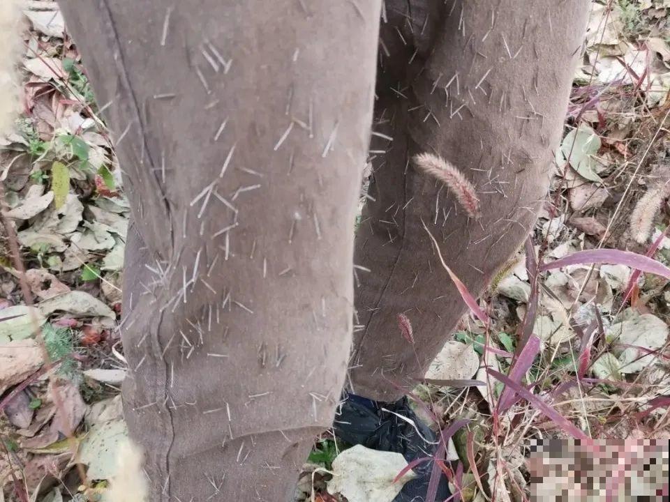 这种花很稀罕,以前喂猪没人要,现在抢破头! 这种花很稀罕,以前喂猪没人要,现在抢破头!