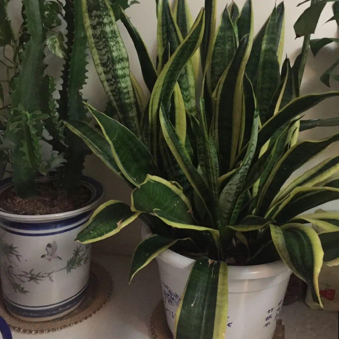 秋天降温快，家里养这9种花，要赶紧搬进屋了