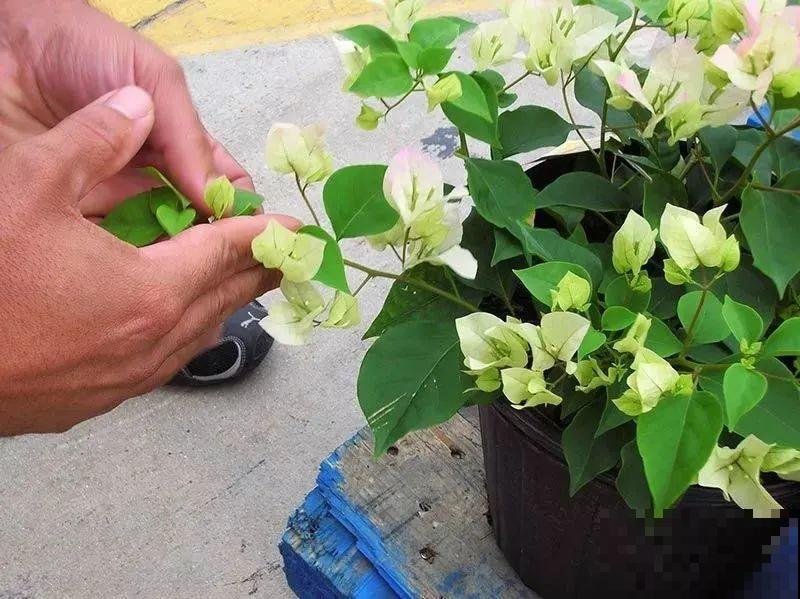 霜降来临，茉莉抓紧剪一波，更抗冻，好过冬！