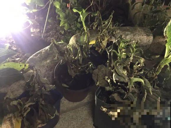 离家半个月，回来花全死了，别扔，还有救！