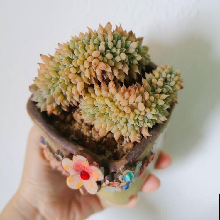 养多肉注意4个要点，新手也能养出缀化肉，看着特震撼