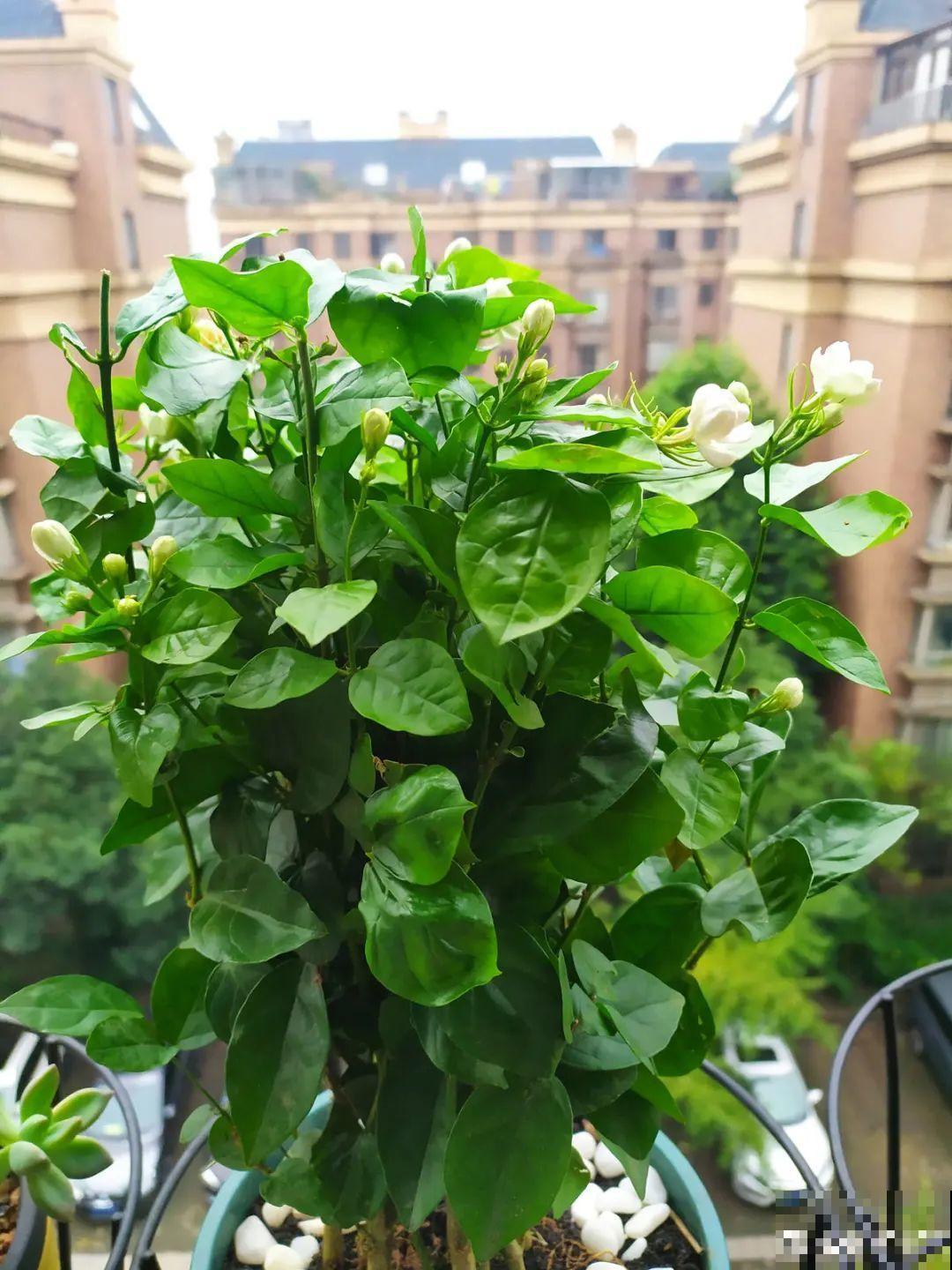 老祖宗留下来的养花谚语,真准! 老祖宗留下来的养花谚语,真准!