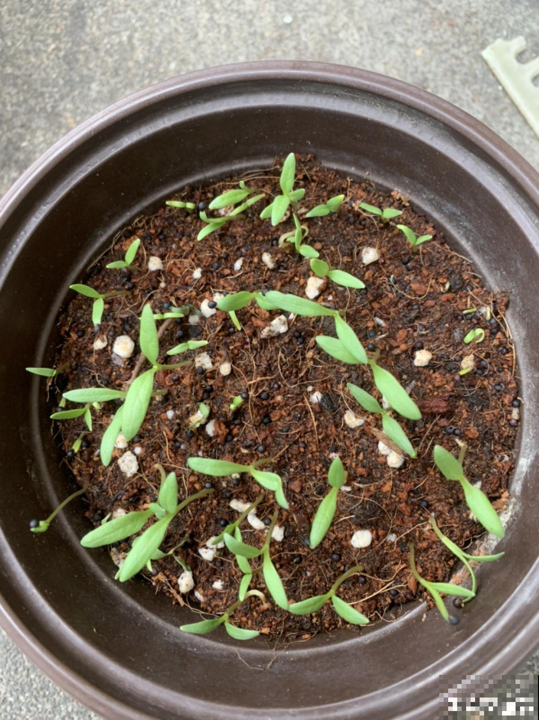 15种花，开完花就结种子，千万别丢掉