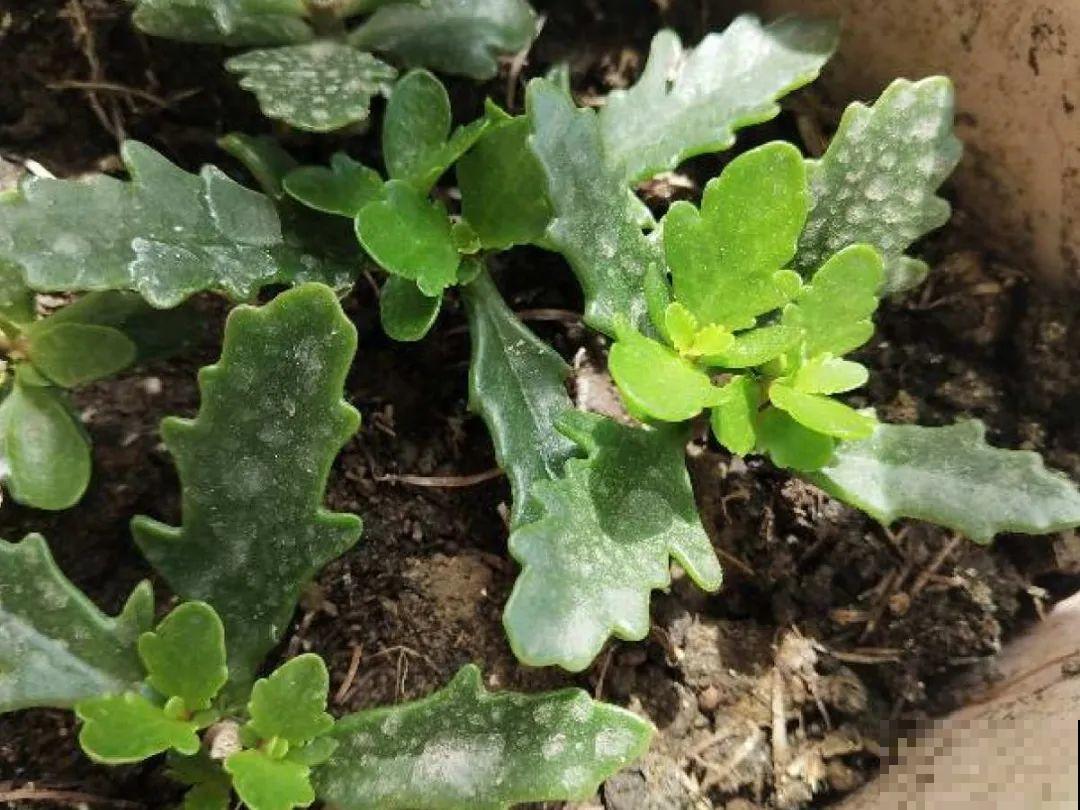 长寿还是地栽长得肥，皮实好养，满头都是花苞