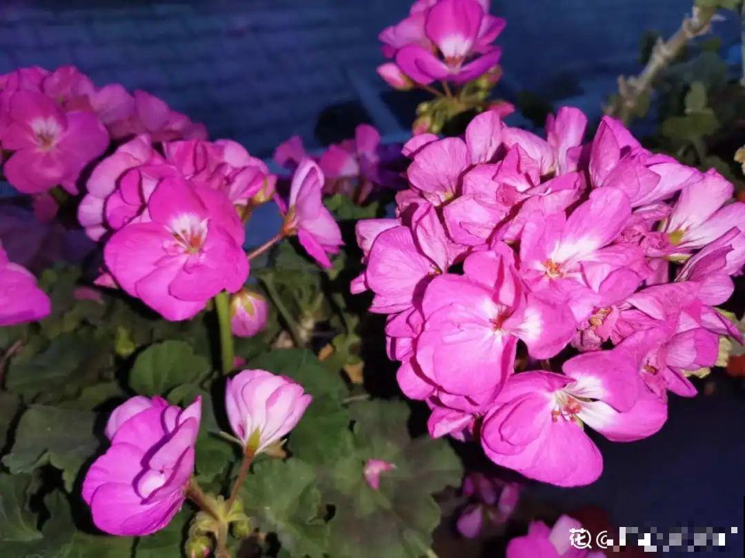 6种花开花时间超长，花朵又大又好看，养花必备