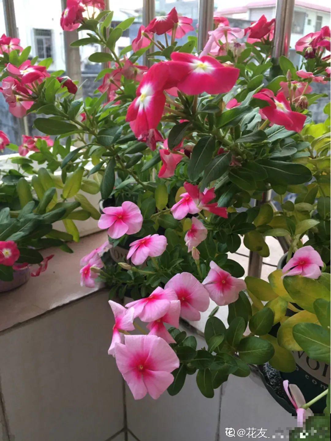 花期超长的长春花，一整年开花不断，冬天小阳台必备！