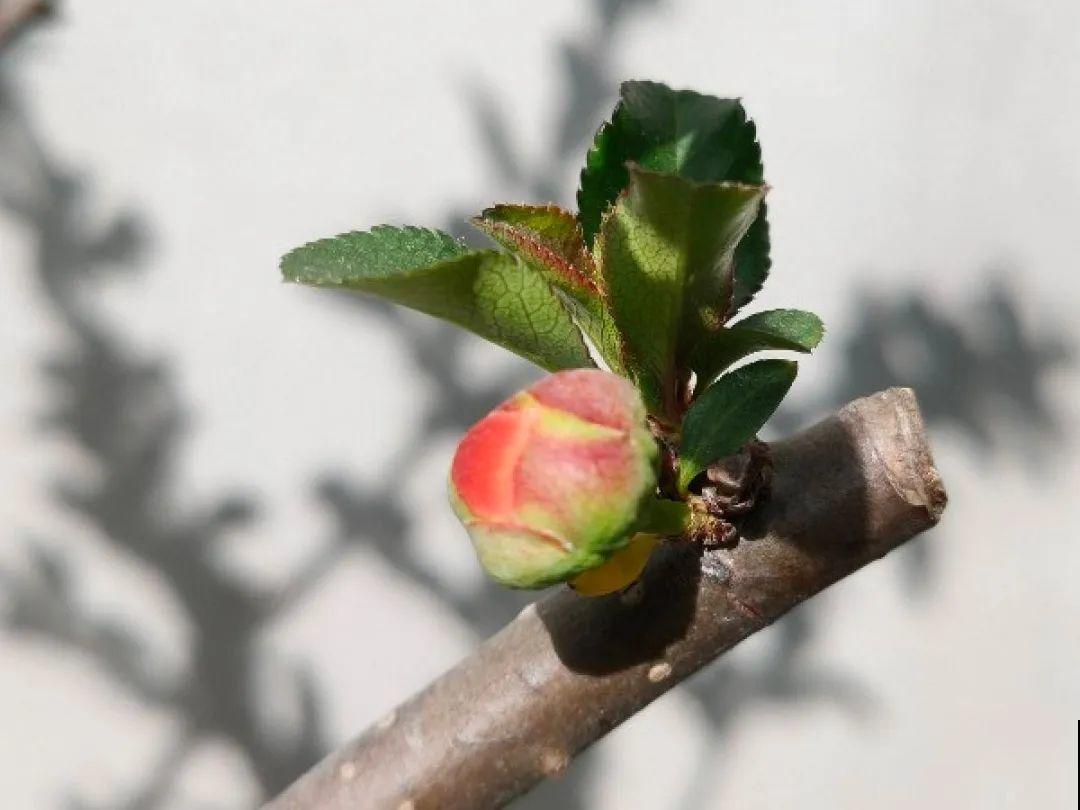 天凉了，9种花不能修剪，剪了以后不开花！