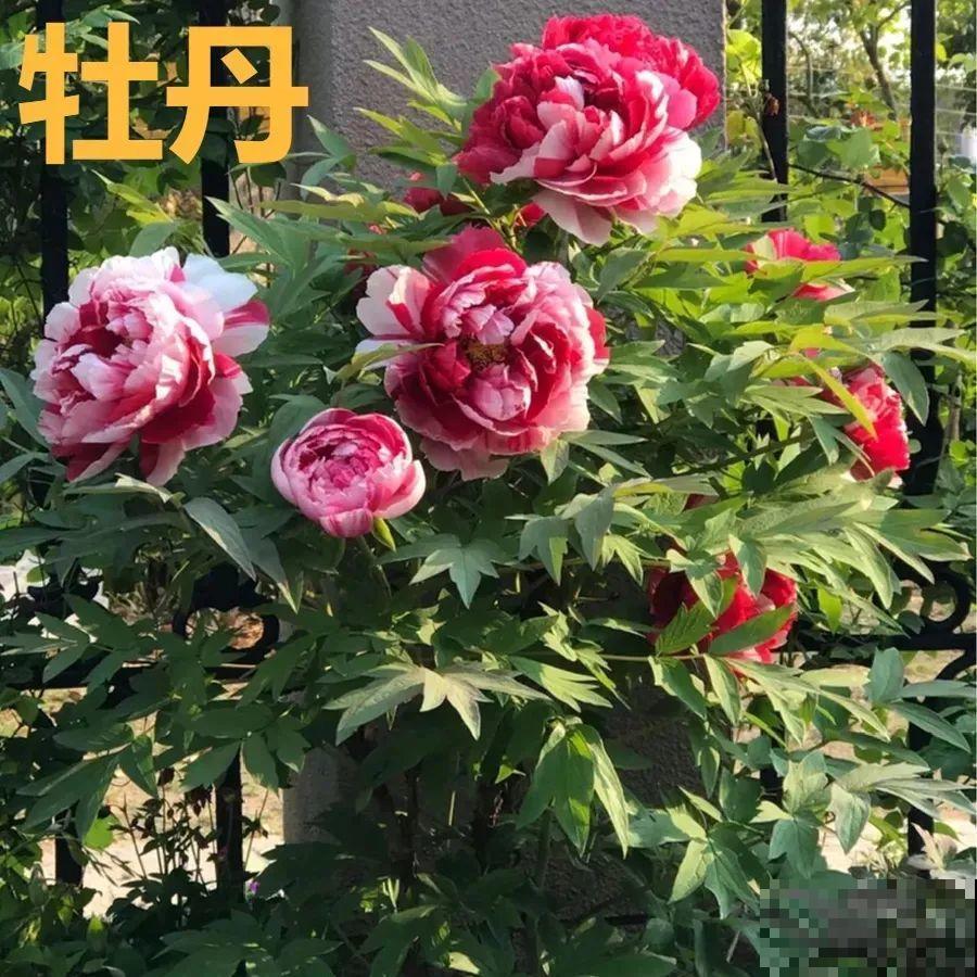 现在种下芍药根，天气越冷长得越壮，明天春天妥妥开爆