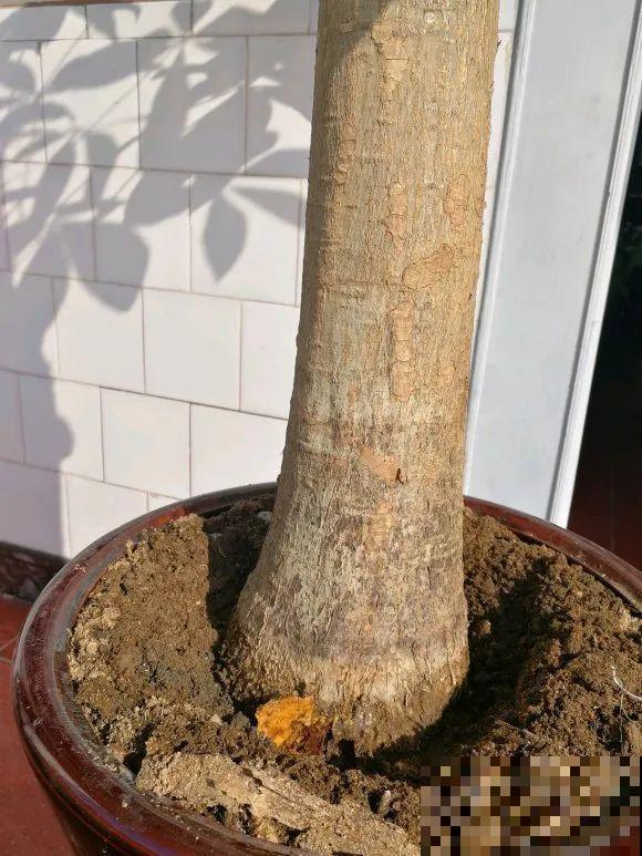 水浇多了，快把土刨掉，否则花3天必死！