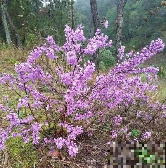 1种花叫大花犀角，闻久了头晕，家里养要小心！
