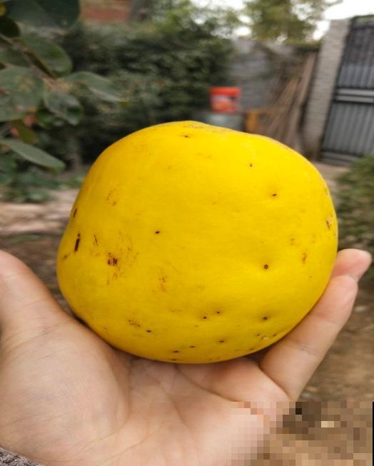 土里挖个坑，扔几粒“黑珍珠”，长出大甜果，美滋滋！