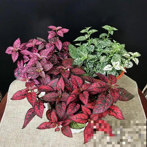 冬天就养耐阴花，没光也能开爆盆，扔角落自己疯长！