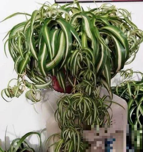 这些花快搬进室内，再不搬就晚啦！死翘翘！