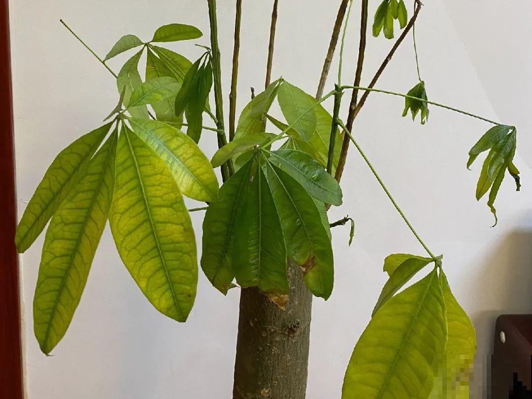 秋天降温快，家里养这9种花，要赶紧搬进屋了