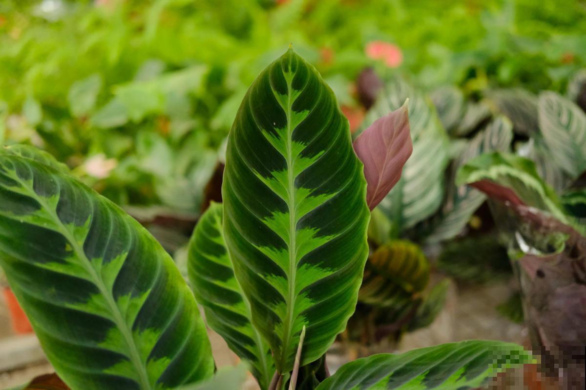 绿植过冬有讲究,太暖和,绿植也能得“暖气病”! 绿植过冬有讲究,太暖和,绿植也能得“暖气病”!