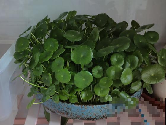 不喜欢太折腾，就养3种花吧，不管天气如何多变，都能长得旺