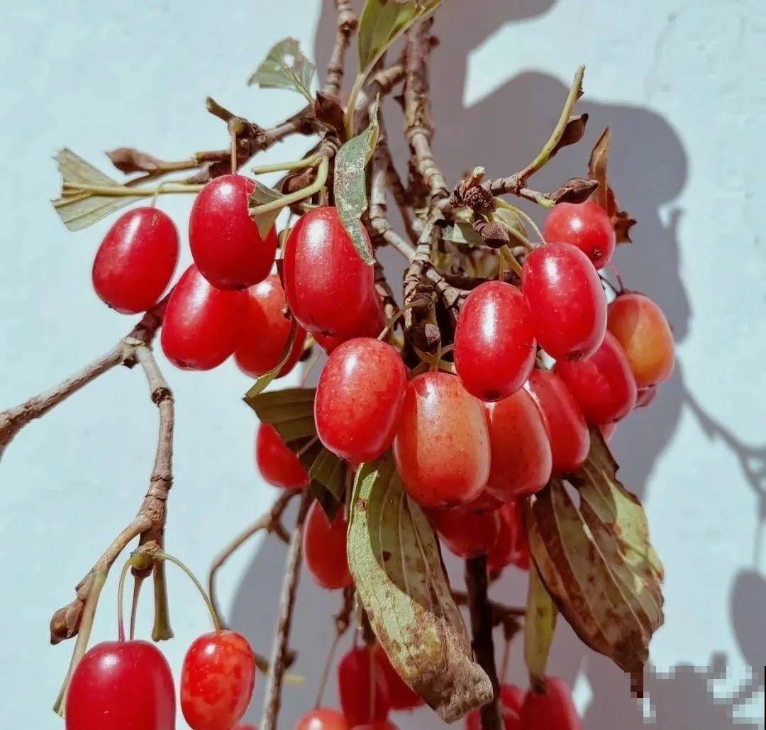 秋天野果都熟了，抓一把塞嘴里，太好吃了！