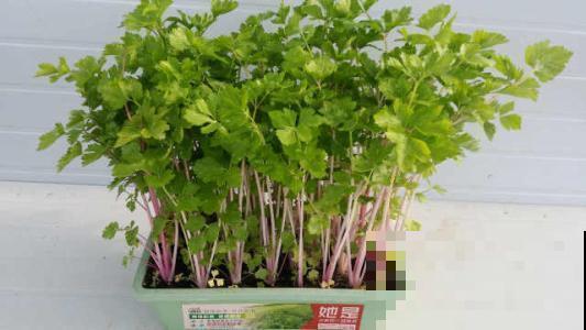 种盆芹菜放厨房，做饭时摘几棵，新鲜爽口又健康！