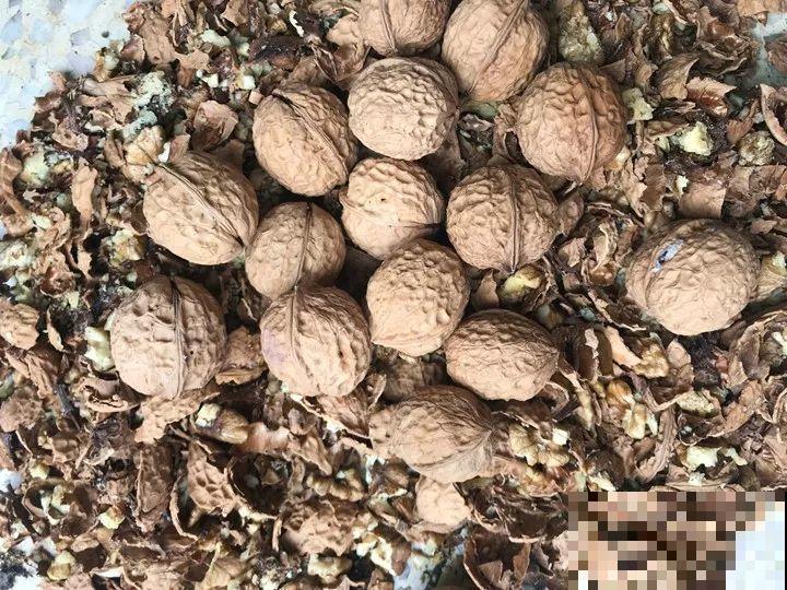 大螃蟹做花肥,秋天大补,花吃完就疯长了! 大螃蟹做花肥,秋天大补,花吃完就疯长了!