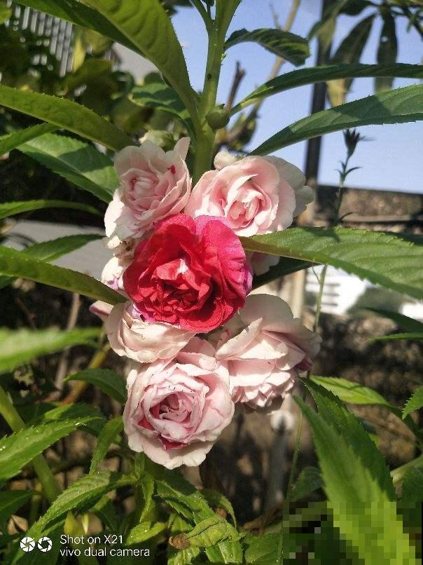 小时候常见的花，都是童年记忆，你记得几种？