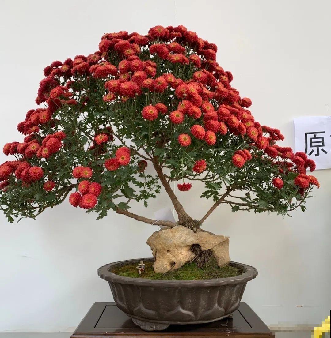 最大的长寿老桩,7年时间,养成盆景! 最大的长寿老桩,7年时间,养成盆景!