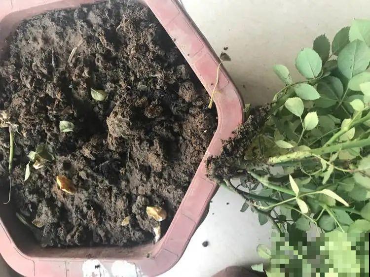 叶子被狗啃光了,还能不能活?糟心! 叶子被狗啃光了,还能不能活?糟心!