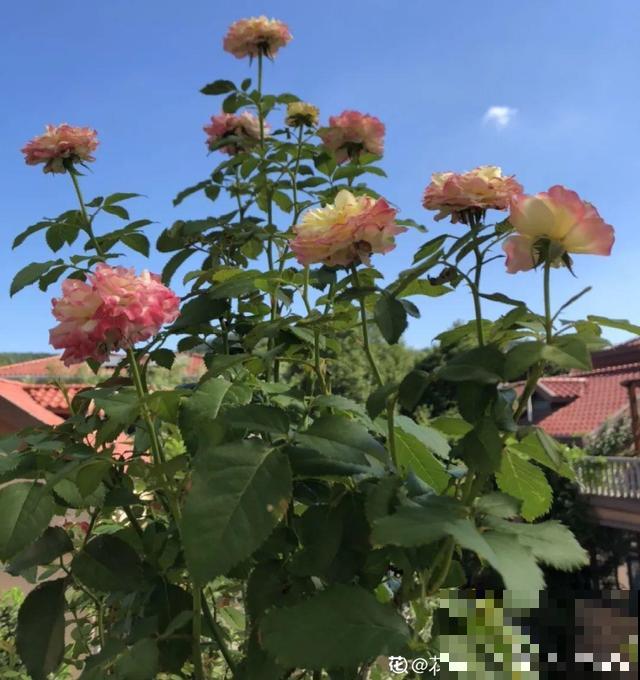 月季别剪了，剪完一杆全黑，今年都白养！