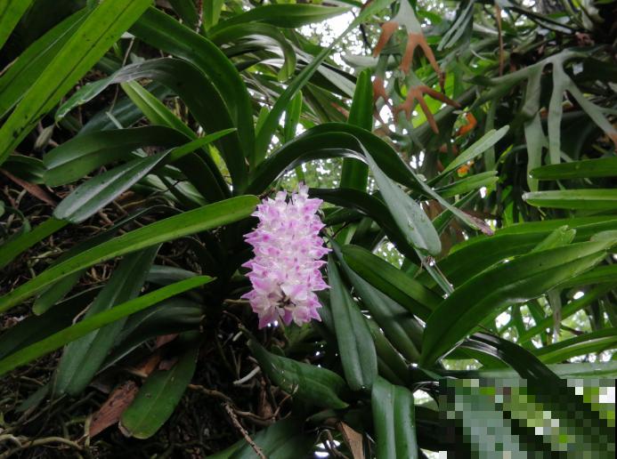 这种花叫多花指甲兰，花量特大，像毛茸茸的狐狸尾巴！