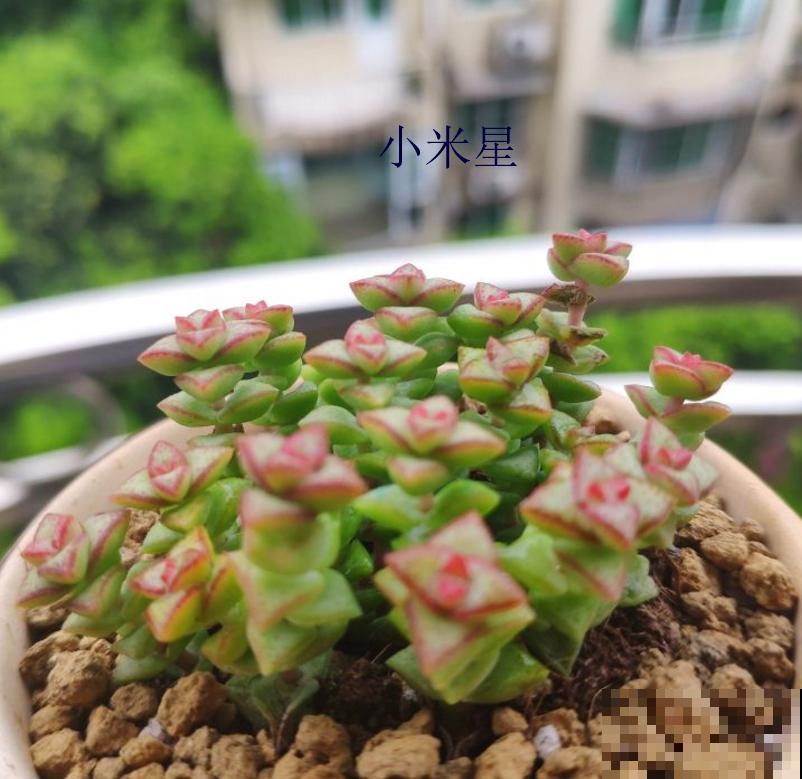 小米星和钱串长得像,4点细节可以区分,不再搞混! 小米星和钱串长得像,4点细节可以区分,不再搞混!