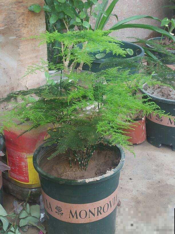 平常最好用酸性水浇花，有利于土壤松软，防止板结