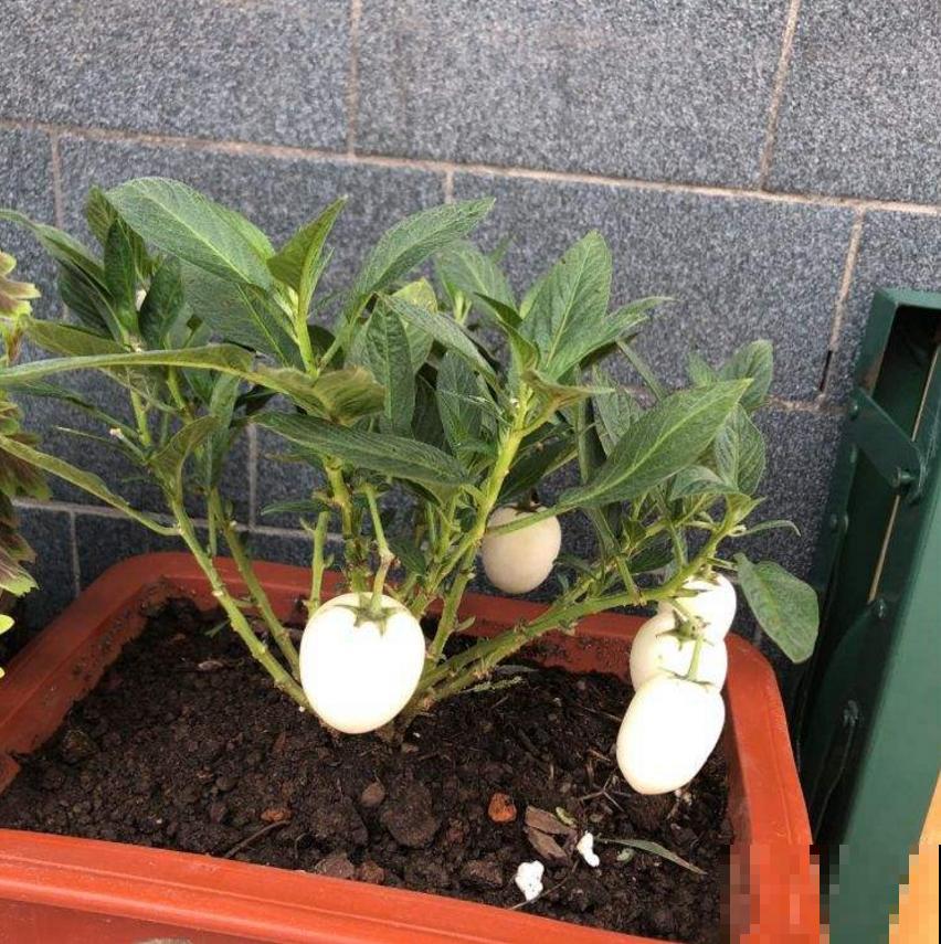 传说中的人参果,自家也能种,省老多钱了! 传说中的人参果,自家也能种,省老多钱了!