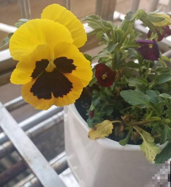 这些花一开始觉得丑,养了之后:真香! 这些花一开始觉得丑,养了之后:真香!