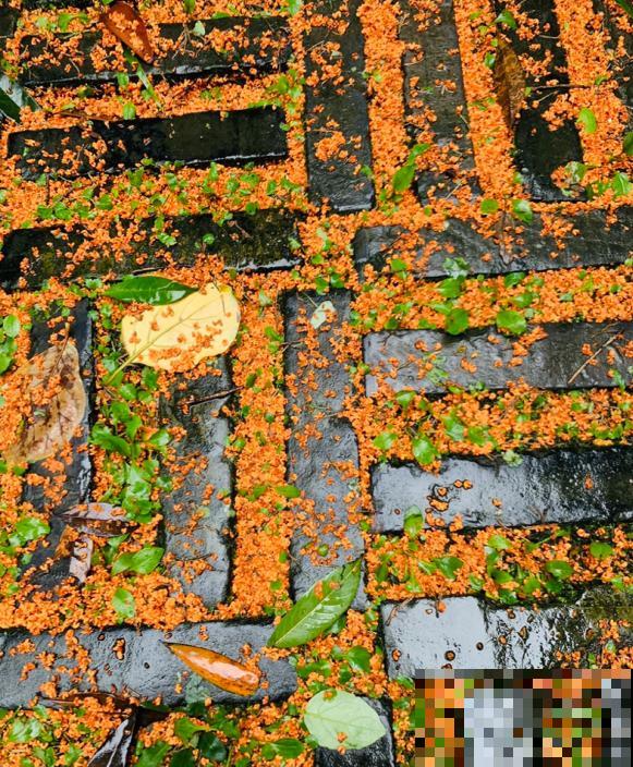 秋日开花多，美景拍下来，留住最美一刻