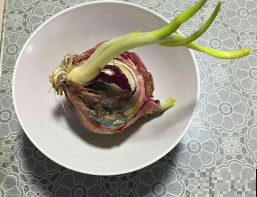 洋葱吃不完别扔，养花甚好，花叶嗖嗖长！