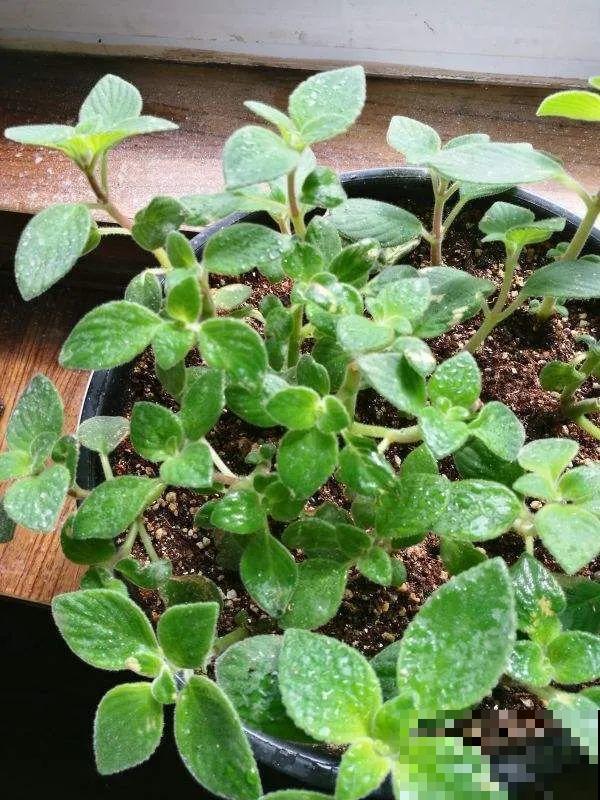 想省心就养这些花,没有病虫害,就爱开花! 想省心就养这些花,没有病虫害,就爱开花!