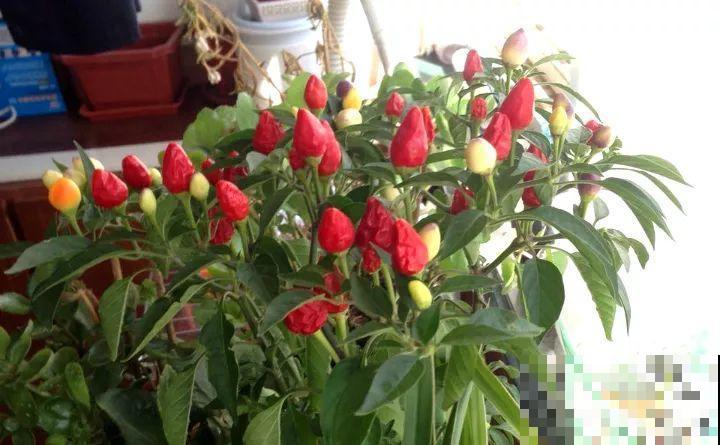 阳台上的小花盆,种上五彩椒,果子好看还能吃! 阳台上的小花盆,种上五彩椒,果子好看还能吃!