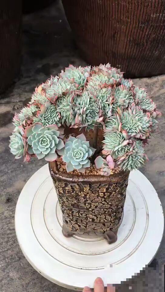 养多肉注意4个要点，新手也能养出缀化肉，看着特震撼