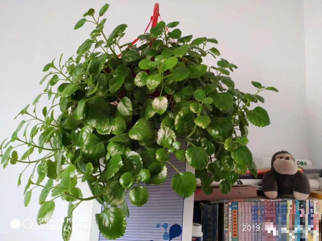 想省心就养这些花,没有病虫害,就爱开花! 想省心就养这些花,没有病虫害,就爱开花!