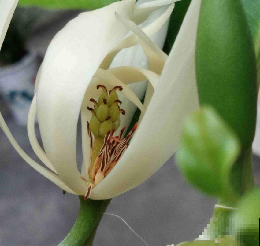 “娇羞美人”含笑花，似放非放，清香飘十里！